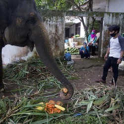 20.000 Hektare Lahan Milik Prabowo Direlakan Buat Gajah Sumatra