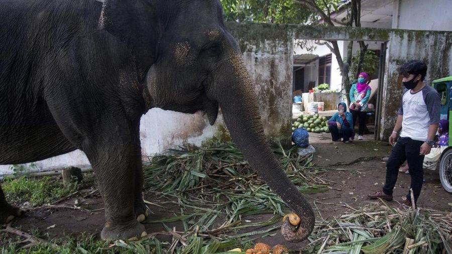 In this Friday, May 1, 2020, photo, Siti, the only elephant at Medan Zoo, eats donated food, inside her enclosure in Medan, North Sumatra, Indonesia. Donations of fruits, vegetables and meat arrive daily after the zoo management appealed for outside help to keep hundreds of animals fed at the zoo that normally relied on ticket sales to run, after it was closed to visitors last month due to the new coronavirus outbreak. (AP Photo/Binsar Bakkara)