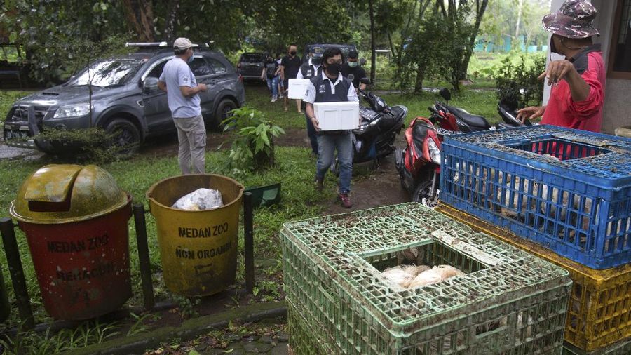 In this Thursday, Monday, May 4, 2020, photo, zoo keeper Ahmad Zuliansyah feeds a tiger with a piece of donated chicken during a feeding time at Medan Zoo, in Medan, North Sumatra, Indonesia. The zoo management is scrambling to find donations of money and food to keep hundreds of animals fed at the zoo that normally relied on ticket sales to run after it was closed to visitors last month due to the new coronavirus outbreak. (AP Photo/Binsar Bakkara)