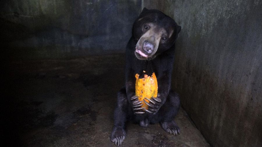 In this Thursday, Monday, May 4, 2020, photo, zoo keeper Ahmad Zuliansyah feeds a tiger with a piece of donated chicken during a feeding time at Medan Zoo, in Medan, North Sumatra, Indonesia. The zoo management is scrambling to find donations of money and food to keep hundreds of animals fed at the zoo that normally relied on ticket sales to run after it was closed to visitors last month due to the new coronavirus outbreak. (AP Photo/Binsar Bakkara)