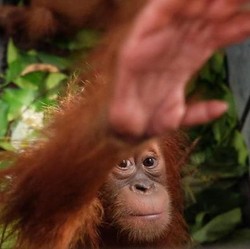 Kera Besar tapi Kecil Korban Kiamat Lokal Ditemukan Ahli Antropologi