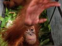 Kera Besar tapi Kecil Korban Kiamat Lokal Ditemukan Ahli Antropologi
