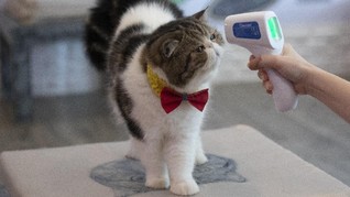 FOTO: Gemas Kucing-kucing yang Kembali Manjakan Pelanggan