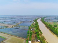 Penampakan Sawah Brebes, Calon Relokasi Pabrik AS dari China