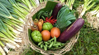 Menggantungkan Hidup Petani dalam Sebongsang 'Donasi Sayur'
