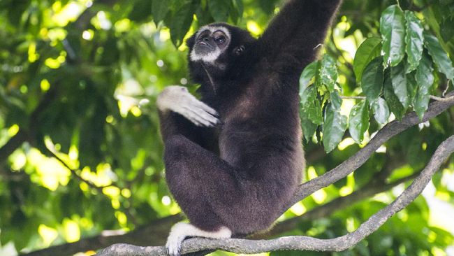 Kebun Binatang Ragunan Gelar Wisata Virtual bersama Siamang