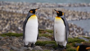 Mengandung Gas Tawa, Kotoran Penguin Bisa Bikin Linglung