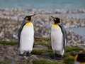 Mengandung Gas Tawa, Kotoran Penguin Bisa Bikin Linglung