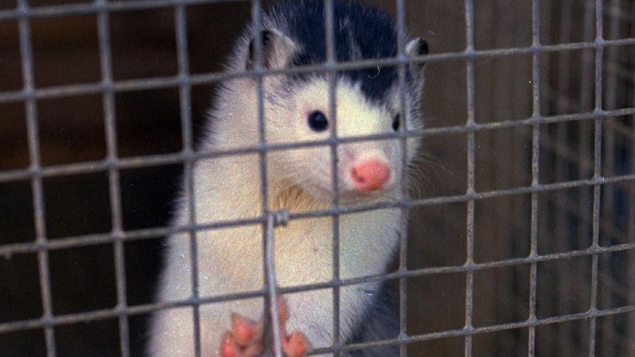 A closeup of a mink standing on its hind legs, peering out from inside a cage. Undated file photo.(AP PHOTO)
