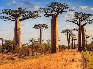 Pulau Madagaskar Itu di Mana? Ini Lokasi dan Fakta Menariknya