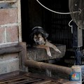 Heboh, Seekor Anjing di Meksiko Berlari Bawa Kepala Manusia