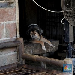 Heboh, Seekor Anjing di Meksiko Berlari Bawa Kepala Manusia