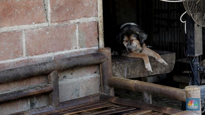 Penampungan Anjing di Pejaten Shelter Akibat Pandemi. CNBC Indonesia/Muhammad Sabki