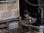 Heboh, Seekor Anjing di Meksiko Berlari Bawa Kepala Manusia