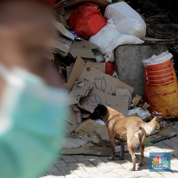 Intip Penampungan Ribuan Anjing Liar yang Terimbas Covid-19