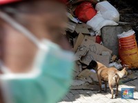 Intip Penampungan Ribuan Anjing Liar yang Terimbas Covid-19