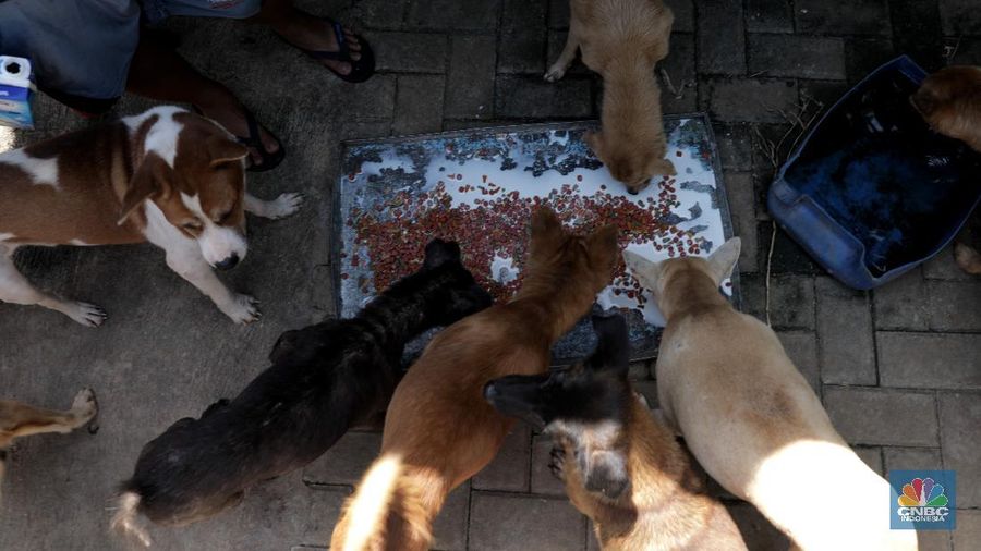 Penampungan Anjing di Pejaten Shelter Akibat Pandemi. CNBC Indonesia/Muhammad Sabki