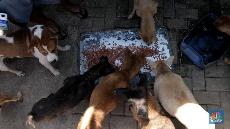 Penampungan Anjing di Pejaten Shelter Akibat Pandemi. CNBC Indonesia/Muhammad Sabki
