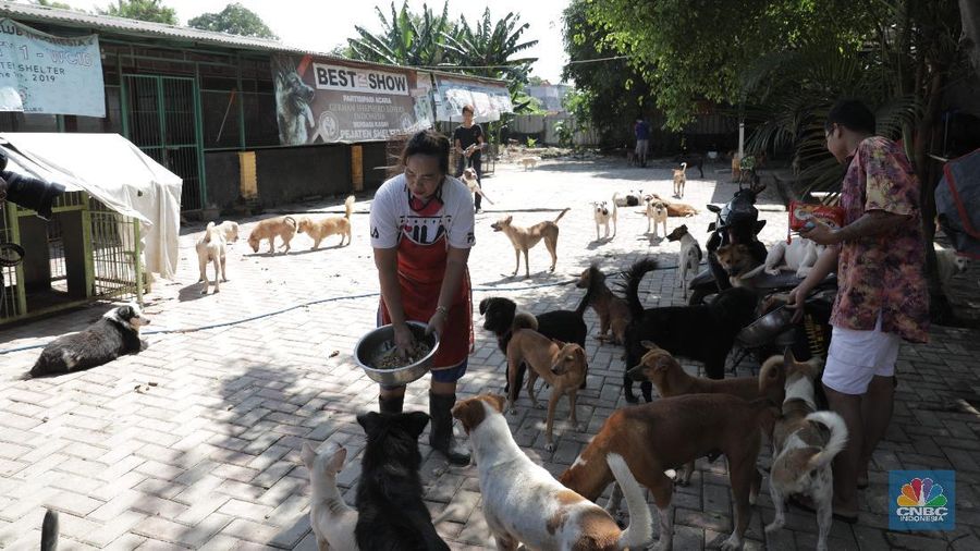 Penampungan Anjing di Pejaten Shelter Akibat Pandemi. CNBC Indonesia/Muhammad Sabki