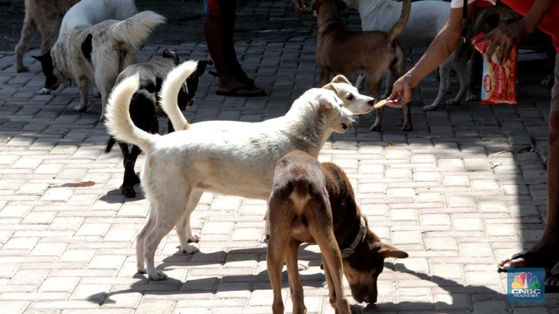 Penampungan Anjing di Pejaten Shelter Akibat Pandemi. CNBC Indonesia/Muhammad Sabki