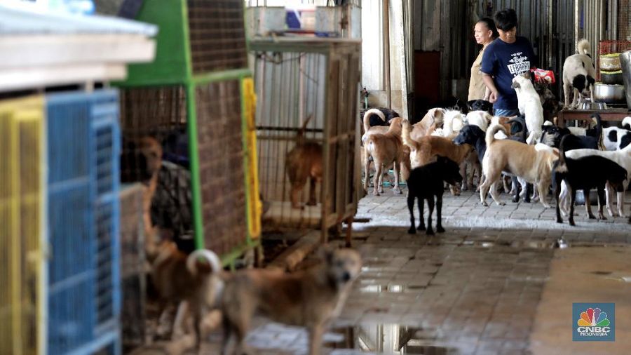 Penampungan Anjing di Pejaten Shelter Akibat Pandemi. CNBC Indonesia/Muhammad Sabki