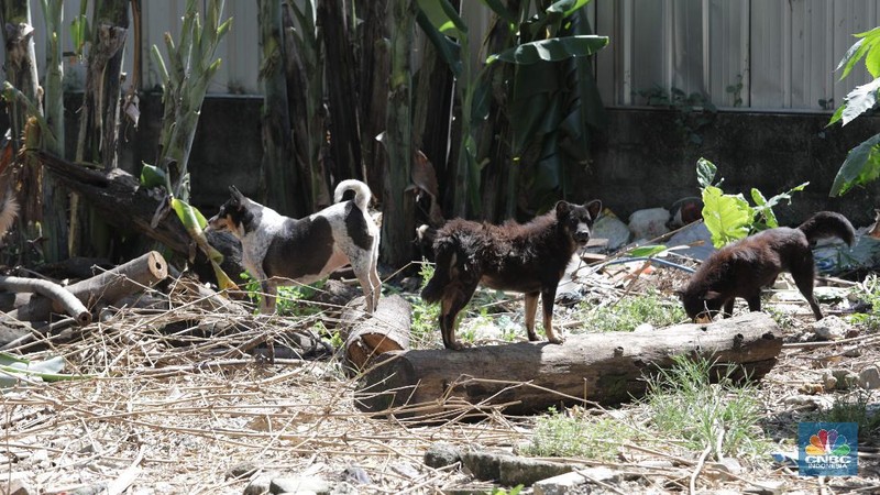 Penampungan Anjing di Pejaten Shelter Akibat Pandemi. CNBC Indonesia/Muhammad Sabki