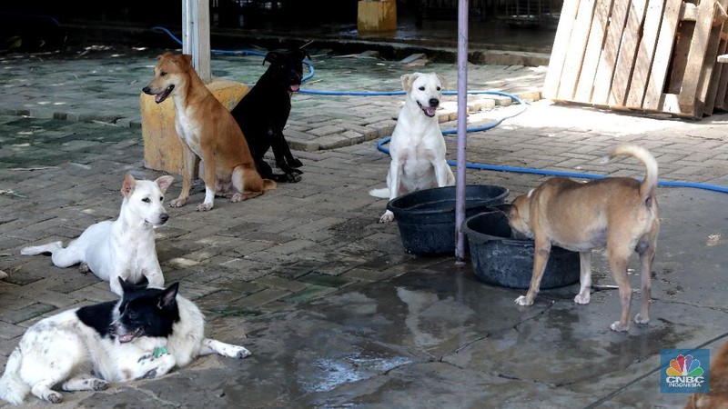 Penampungan Anjing di Pejaten Shelter Akibat Pandemi. CNBC Indonesia/Muhammad Sabki