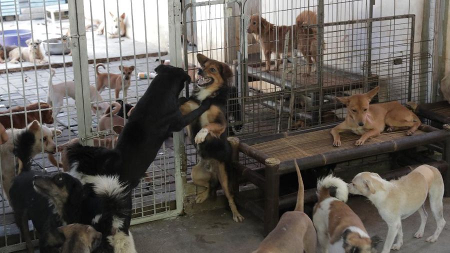 Penampungan Anjing di Pejaten Shelter Akibat Pandemi. CNBC Indonesia/Muhammad Sabki