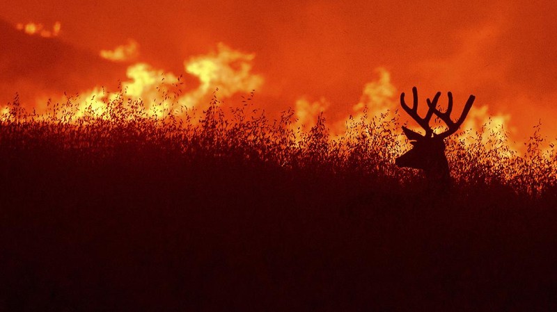 Kebakaran Hutan California. AP/Noah Berger
