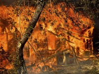 Melihat Dahsyatnya Kebakaran Hutan di California