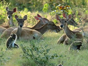 Taman Nasional Baluran, Wisata Alam Liar Berjuluk Africa van Java