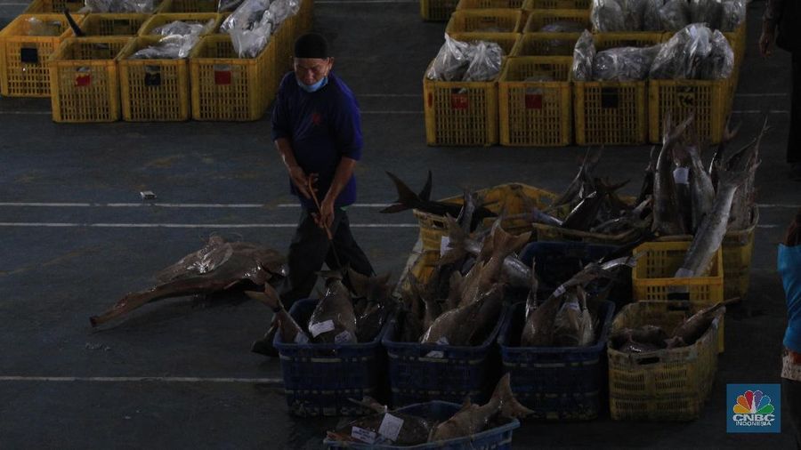 Pasar Lelang Ikan Muara Angke (CNBC Indonesia/Tri Susilo)