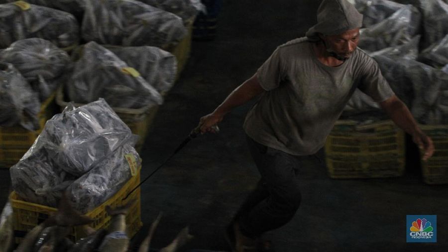 Pasar Lelang Ikan Muara Angke (CNBC Indonesia/Tri Susilo)