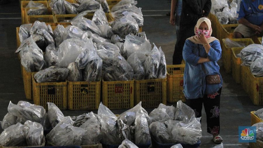 Pasar Lelang Ikan Muara Angke (CNBC Indonesia/Tri Susilo)