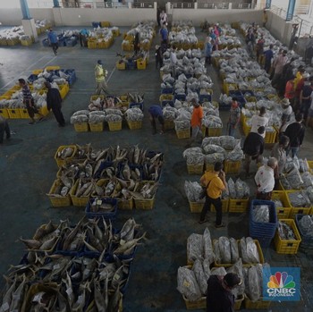 Geliat Tempat Pelelangan Ikan Muara Angke Saat PSBB Transisi