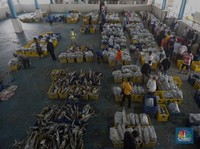 Duh Bund, Ikan Mas Disebut Hama, Tapi Aman Dikonsumsi