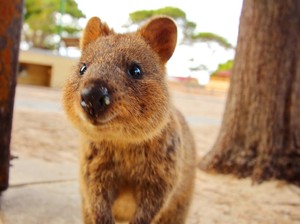 Gemasnya Quokka, Hewan Pengerat yang Wajahnya Terlihat Selalu Senyum