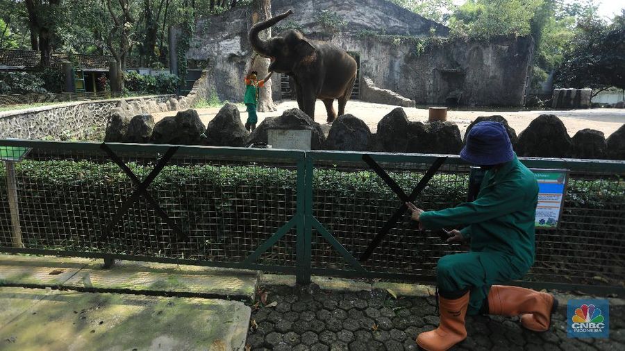 Jelang Dibuka, TMR Ragunan Bersiap New Normal (CNBC Indonesia/Andrean Kristianto)