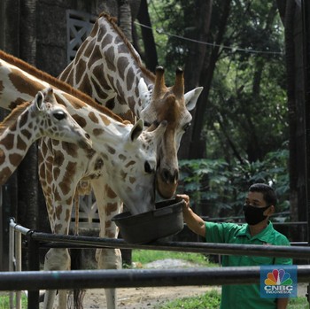 Buka 20 Juni, Begini Persiapan Ragunan Hadapi New Normal