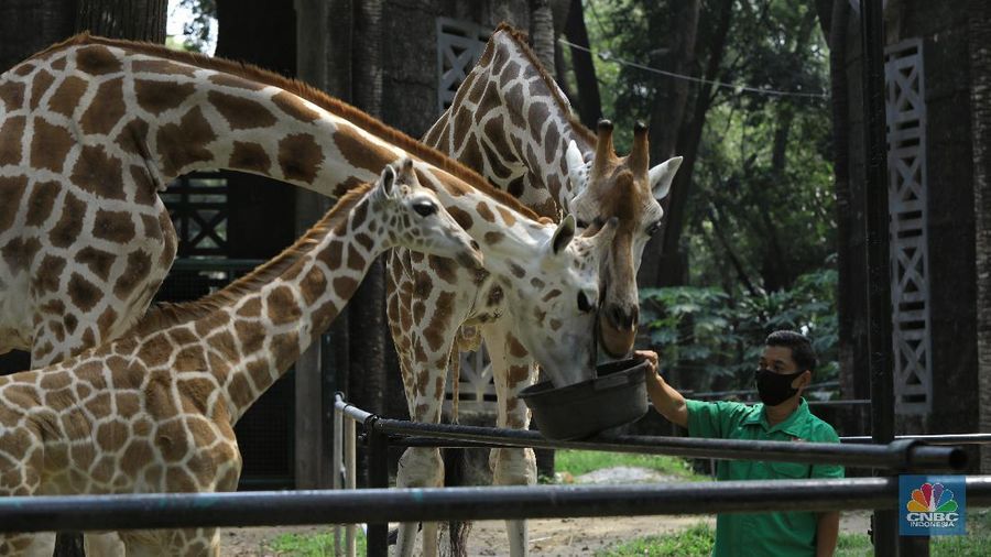 Jelang Dibuka, TMR Ragunan Bersiap New Normal (CNBC Indonesia/Andrean Kristianto)