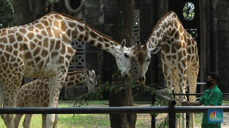 Jelang Dibuka, TMR Ragunan Bersiap New Normal (CNBC Indonesia/Andrean Kristianto)