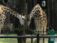 Kebun Binatang Ragunan Buka 20 Juni, Beli Tiket Wajib Online!