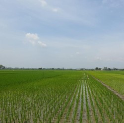 Ancaman Krisis Pangan, 1,4 Juta Ha Gambut Disulap Jadi Sawah