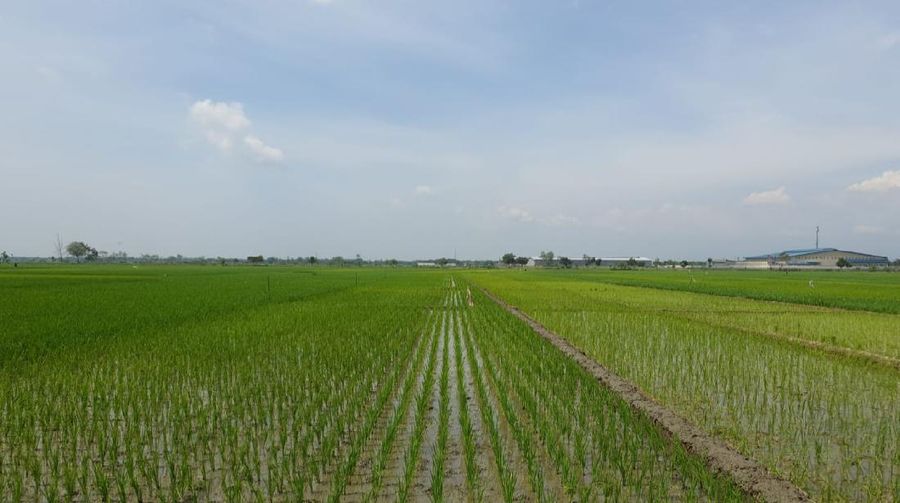 Suasana Persawahan (Kementan)