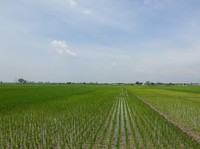 Data Investasi Startup Terbaru, Cek Agritech Jagoan VC BUMN