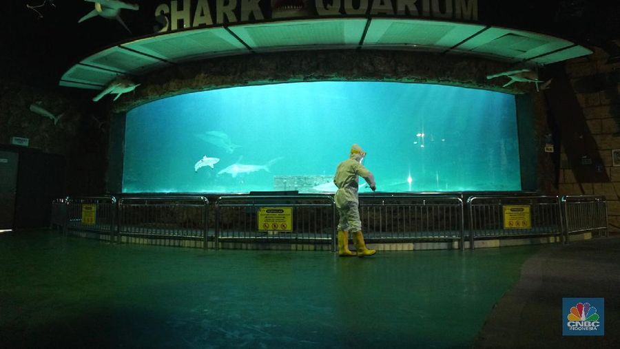 Suasana Seaworld Ancol disemprotkan disinfektan untuk pencegahan COVID-19, Rencananya tempat wisata ini akan dibuka kembali pada Sabtu 20 Juni 2020, mendatang, 15/6/20. CNBC Indonesia/Tri Susilo

Kawasan DKI Jakarta telah memasuki masa transisi Pembatasan Sosial Berskala Besar (PSBB).

Pemprov DKI Jakarta mulai mengizinkan beberapa sektor pariwisata untuk kembali dibuka.

Sejalan dengan hal tersebut, Taman Impian Jaya Ancol kini tengah bersiap untuk beroperasi kembali dalam tatanan normal baru.  

Dengan dibukanya kawasan wisata tersebut, para wisatawan tentu bisa mengunjungi berbagai destinasi di dalamnya, satu di antaranya adalah Seaworld Ancol.

 
Seawrold Ancol bisa menjadi pilihan yang tepat untuk menghabiskan momen liburan akhir pekan bersama keluarga.  

Tentunya para pengunjung harus tetap menerapkan protokol kesehatan yang telah ditetapkan.

Saat beroperasi kembali, Seaworld Ancol akan buka mulai pukul 09.00 hingga 17.00 WIB. (CNBC Indonesia/ Tri Susilo)