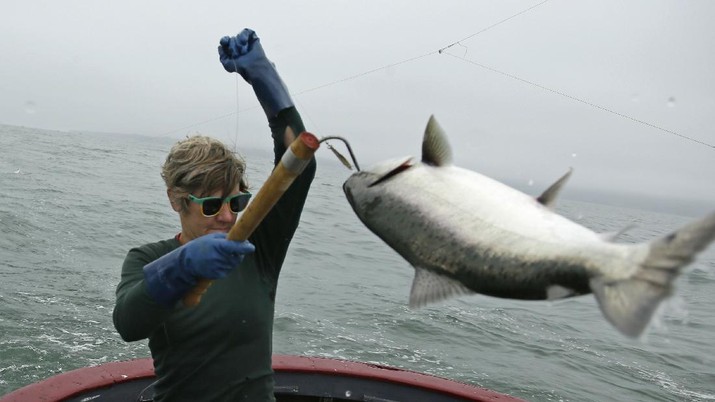 In this photo taken Wednesday, July 17, 2019, Sarah Bates hauls in a chinook salmon on the fishing boat Bounty near Bolinas, Calif. California fishermen are reporting one of the best salmon fishing seasons in more than a decade, thanks to heavy rain and snow that ended the state's historic drought. It's a sharp reversal for chinook salmon, also known as king salmon, an iconic fish that helps sustain many Pacific Coast fishing communities. (AP Photo/Eric Risberg)