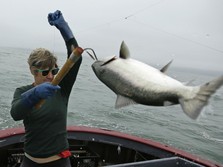 Ini 15 Negara Penghasil Ikan Salmon Terbesar Dunia, Ada RI?