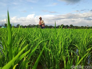 Mentan Beberkan Biang Kerok Petani Sulit Dapat Pupuk Subsidi