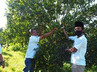 Demi Ketahanan Pangan, BRI Dukung Petani Jeruk di Malang